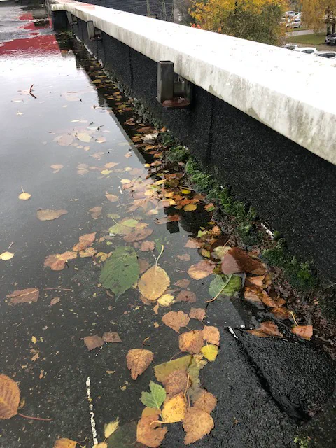 Feuilles mortes et eau stagnante contre l'acrotère d'une toiture terrasse d'immeuble